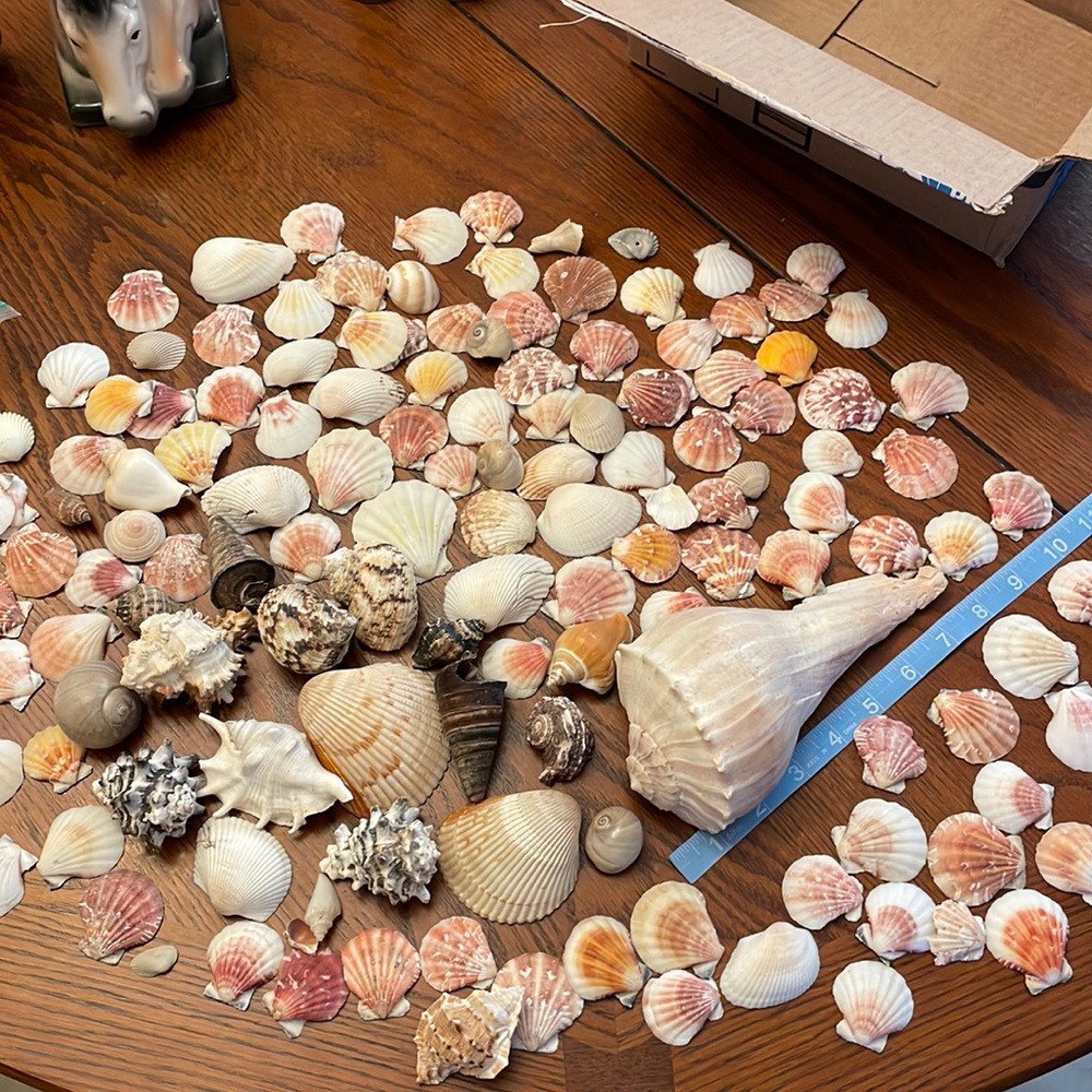Box of Seashells 🐚🌊